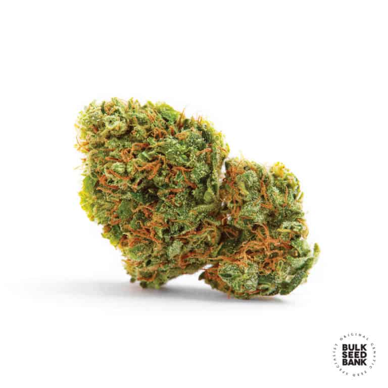 Autoflowering Seeds Bulk Seed Bank