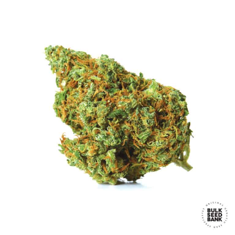 MOBY BIG Bulk Seed Bank